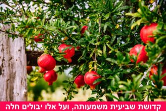 קדושת שביעית משמעותה, ועל אלו יבולים חלה