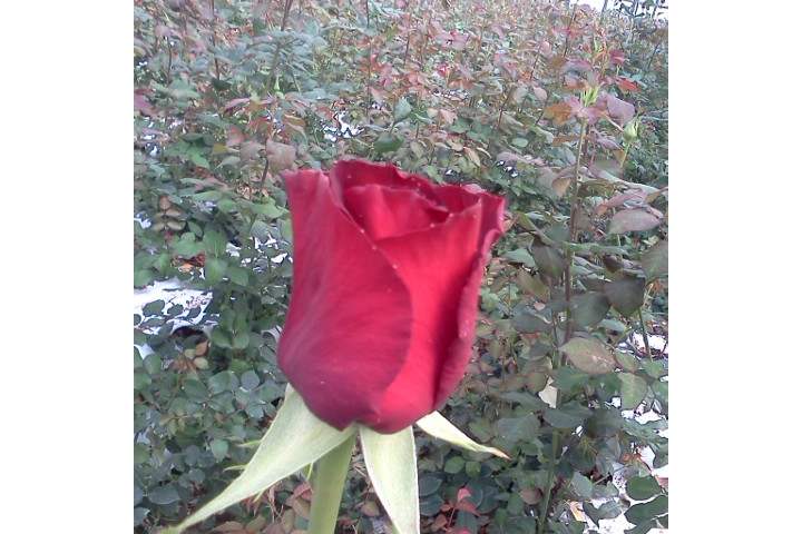 ורד לוולי רד