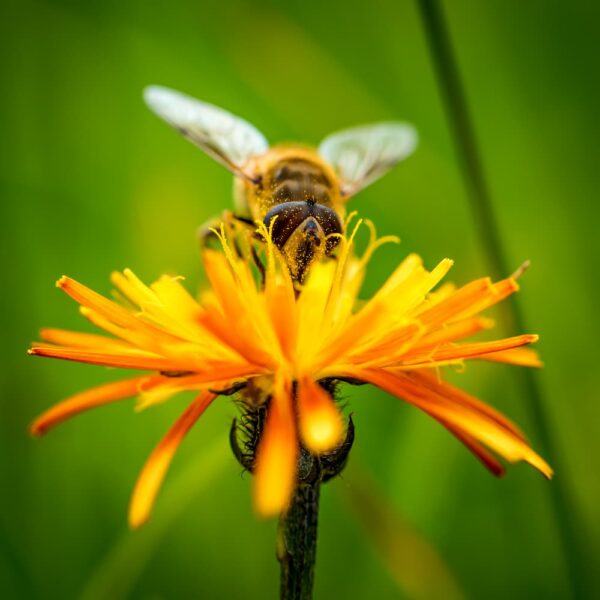 קדושת שביעית בפרחים המיועדים לריח ובדבש דבורים